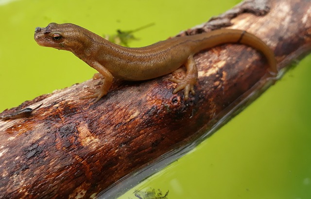 Humans have salamander-like ability to regrow cartilage in joints